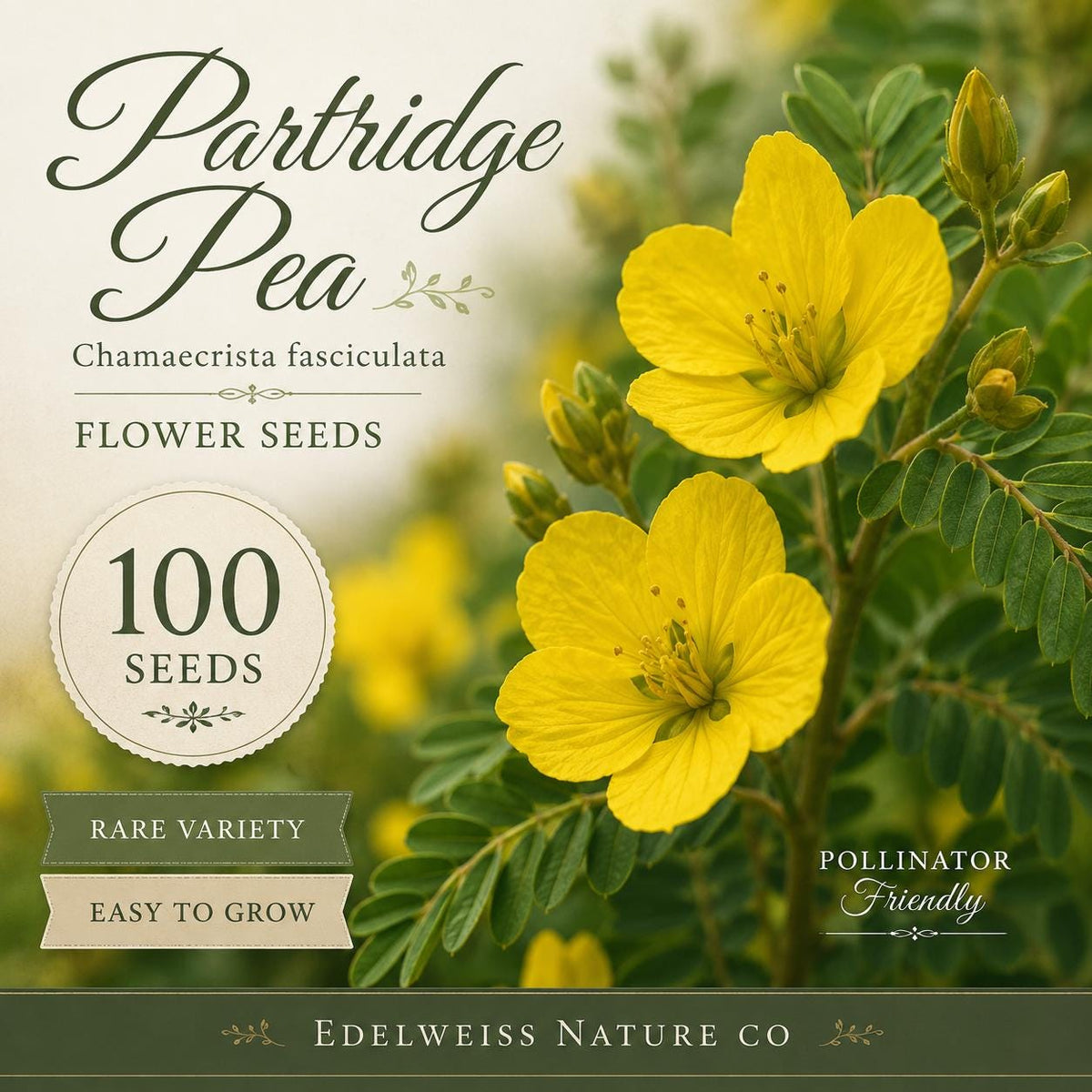 100 Partridge Pea Seeds Heirloom Non-GMO Chamaecrista fasciculata Pollinator Wildflower