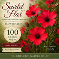 Scarlet Flax 100 Seeds – Heirloom Non-GMO Red Wildflower for Garden Planting