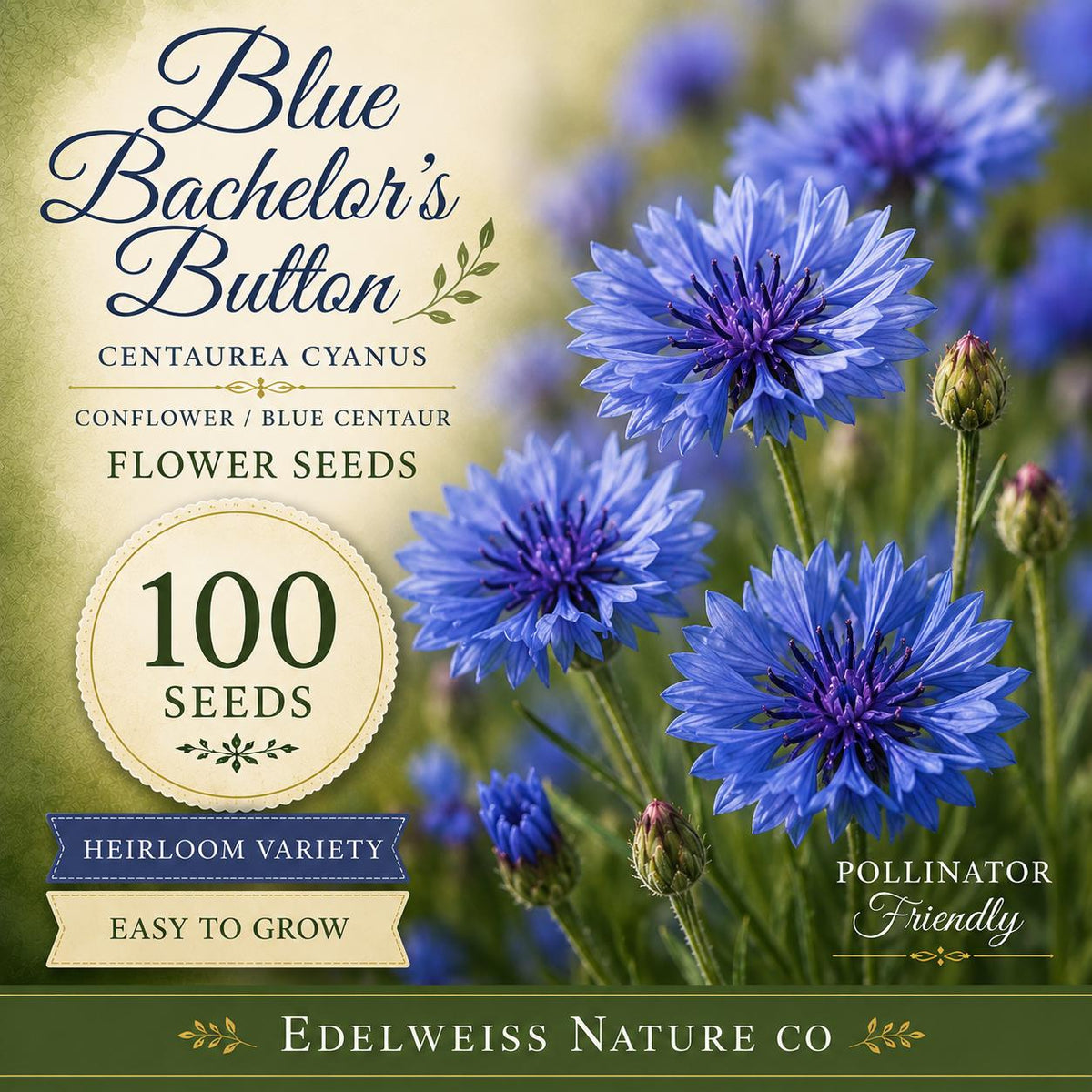 100 Blue Bachelor's Button Seeds – Heirloom Non-GMO Centaurea cyanus Cornflower for Pollinator Gardens