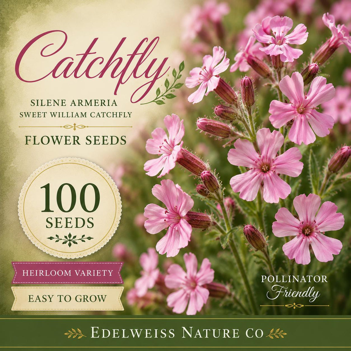 100 Catchfly Seeds Heirloom Non-GMO Silene armeria Pink Flower