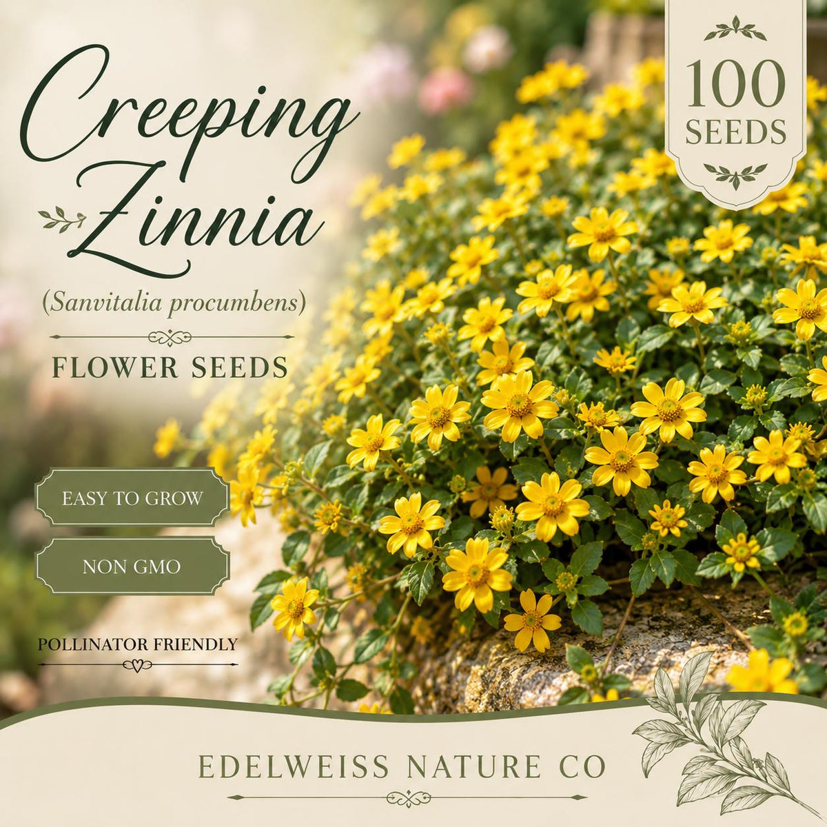 100 Creeping Zinnia Seeds Heirloom Non-GMO Sanvitalia procumbens Yellow Ground Cover Flower
