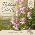 100 Nodding Catchfly Seeds – Pink Heirloom Flower for Gardens, Hanging Baskets & Ground Cover