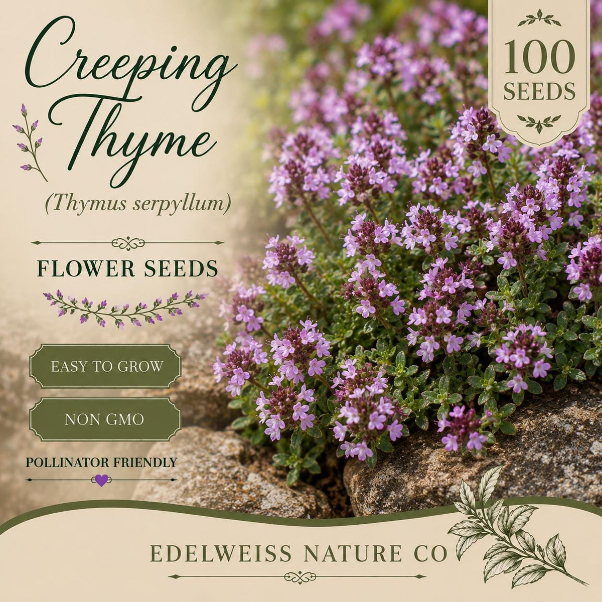 100 Creeping Thyme Seeds – Heirloom Non-GMO Ground Cover Herb for Pollinator Gardens