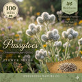 Antennaria Parvifolia Seeds – 100 Pussytoes Native Groundcover Wildflower