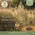 Astragalus Drummondii Seeds – 30 Woolly Milkvetch Native Prairie Legume