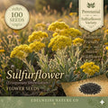 Eriogonum Umbellatum Seeds – 100 Sulphur Flower Wild Buckwheat Yellow Perennial