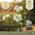 Ololiuqui Seeds – 10 Rivea corymbosa Flowering Vine Seeds for Planting