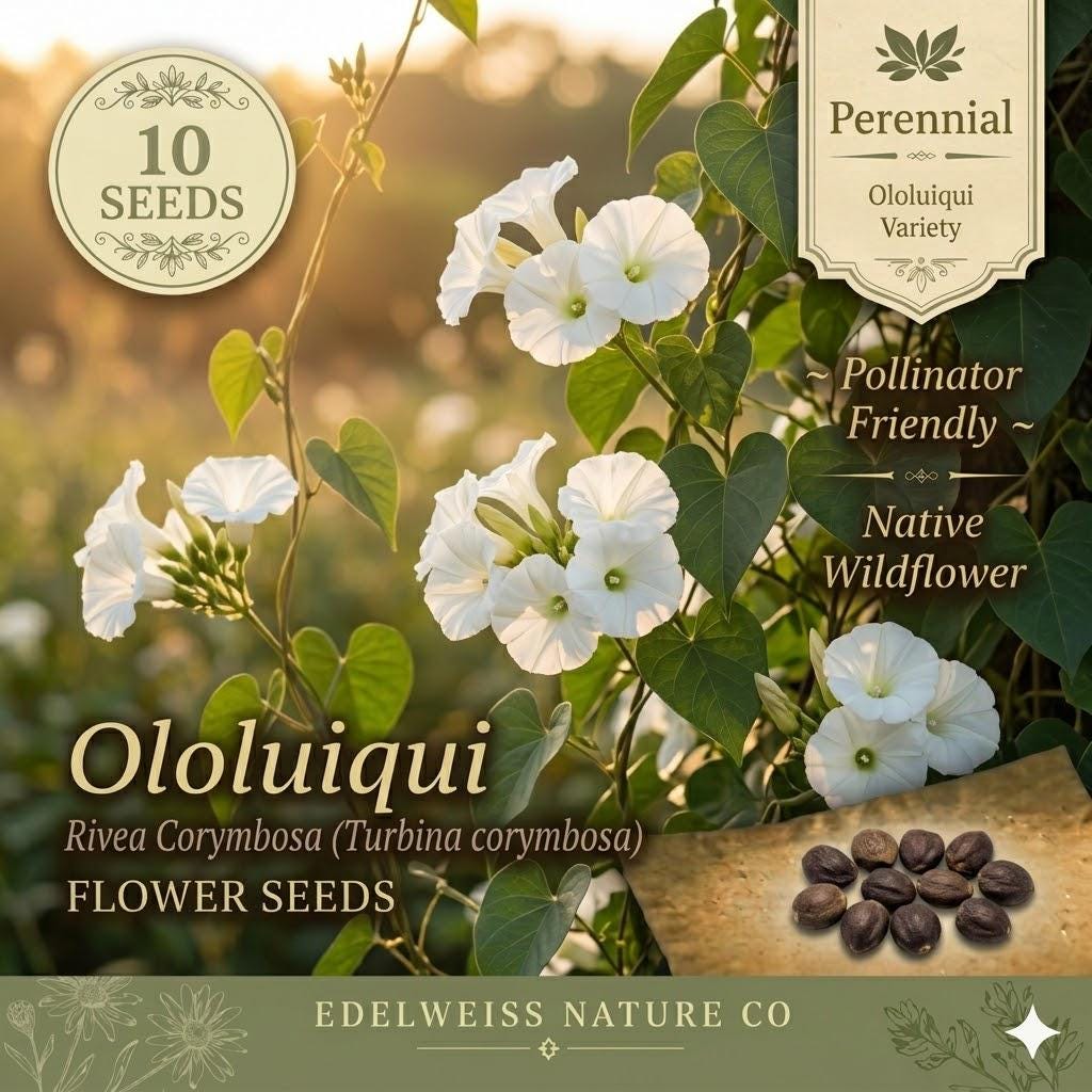 Ololiuqui Seeds – 10 Rivea corymbosa Flowering Vine Seeds for Planting