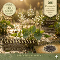 Mud Plantain Seeds – 100 Alisma subcordatum Native Aquatic Flower Seeds