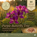Purple Orchid Tree Seeds – 10 Bauhinia purpurea Flowering Ornamental Seeds