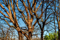 1 Seeds Paperbark Maple Acer griseum
