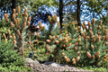 20 Seeds White Spruce Picea glauca Evergreen Tree