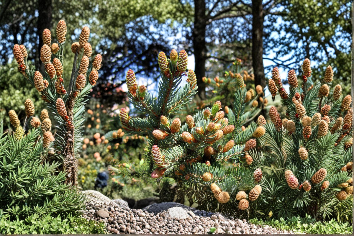 20 Seeds White Spruce Picea glauca Evergreen Tree