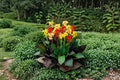 1 Canna Lily Bulb Canna indica Mixed Colors Tropical Flowering Bulb