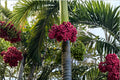 6 Seeds Royal Red Palm Roystonea regia Tropical Ornamental