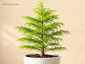 1 Bald Cypress Bare Root Tree 12-24 in Taxodium distichum Wetland Landscape