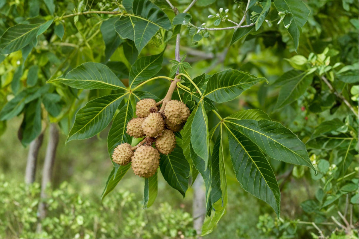 2 Seeds Buckeye Aesculus glabra Native Deciduous Shade Tree