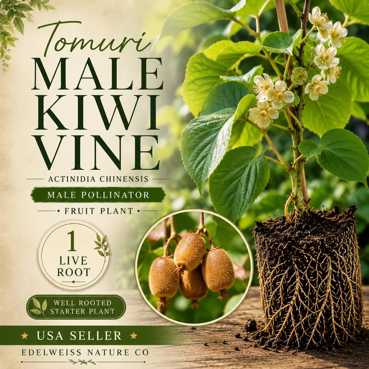 Tomuri Male Kiwi Vine Starter Plant – Actinidia chinensis Pollinator for Kiwi Fruit