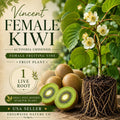 1 Vincent Female Kiwi Vine – Heirloom Non-GMO Fruit Plant for Home Garden