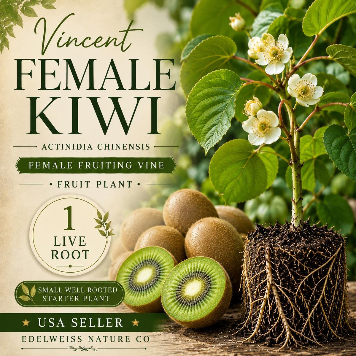 1 Vincent Female Kiwi Vine – Heirloom Non-GMO Fruit Plant for Home Garden