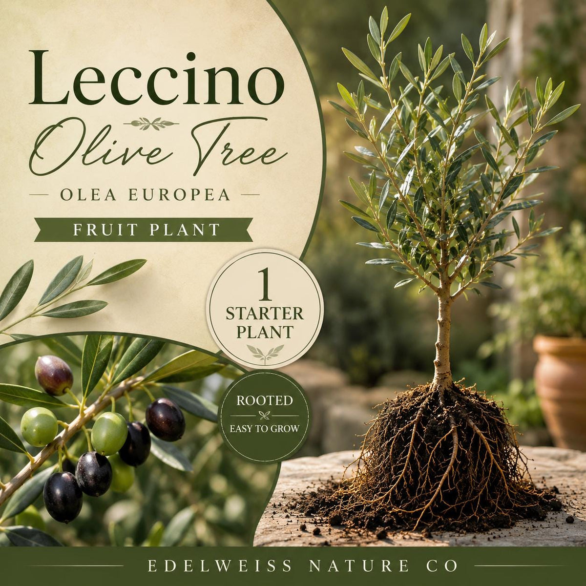 Leccino Olive Live Root Starter Plant – 1 Olea europaea Heirloom Non-GMO for Home Garden