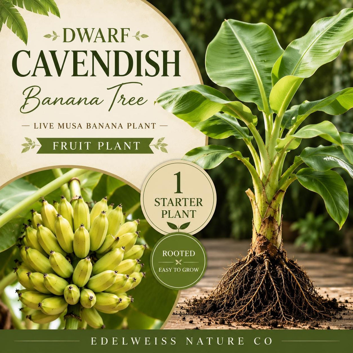 Dwarf Cavendish Banana Live Plant – 1 Musa Heirloom Starter Root for Outdoor Garden