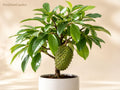 1 Soursop Tree Starter Plant 3-6 Inch Annona muricata Tropical Fruit Tree