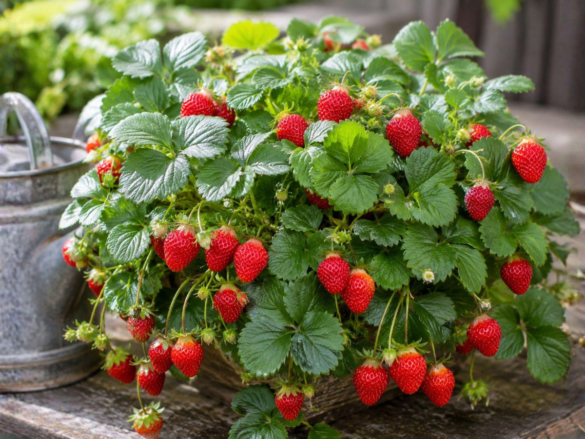 5 Jewel Strawberry Bare Root Plants – Fragaria × ananassa Edible Garden Fruit