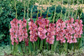 6 Gladiolus Bulbs Gladiolus spp Flowering Bulbs for Summer Garden Borders and Cut Flowers