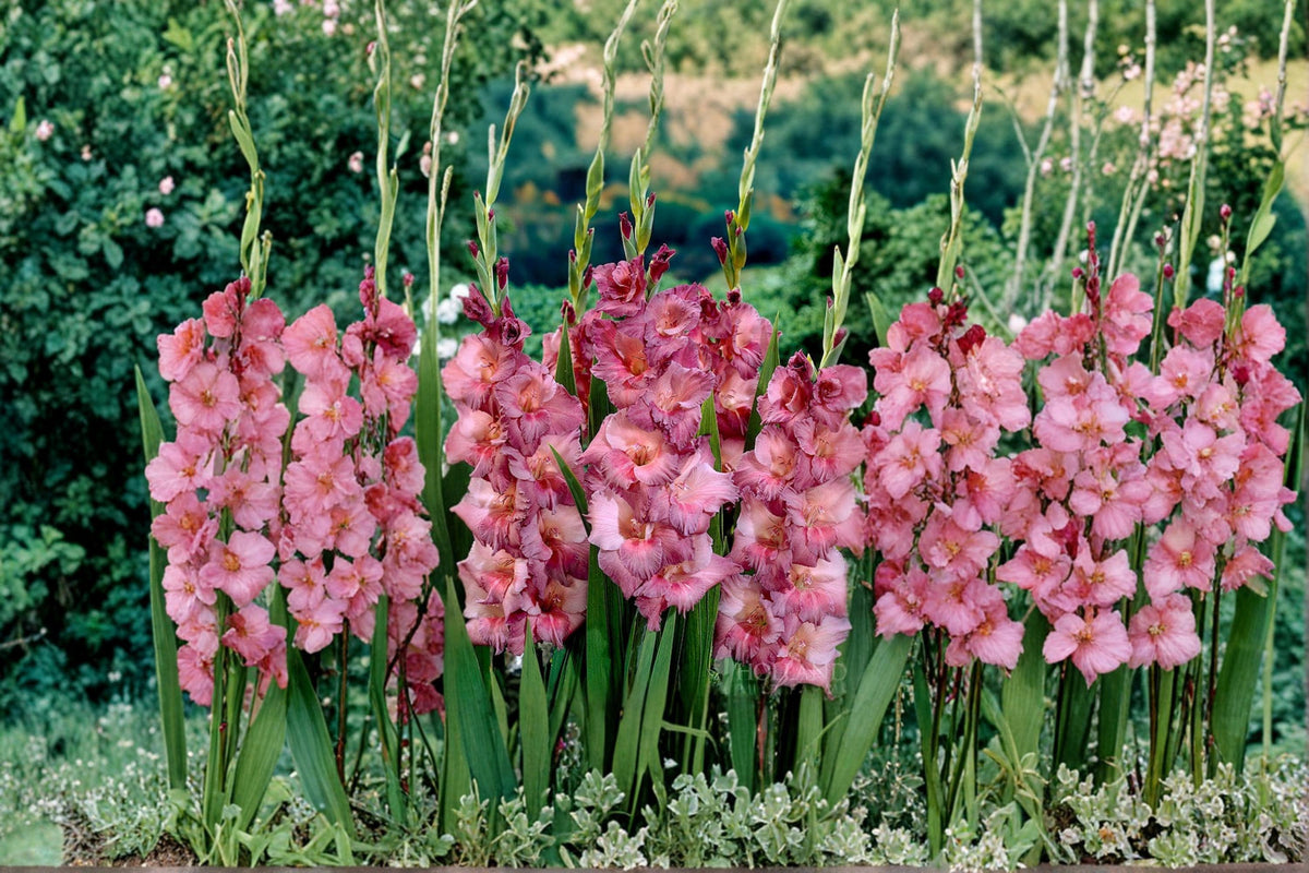 6 Gladiolus Bulbs Gladiolus spp Flowering Bulbs for Summer Garden Borders and Cut Flowers