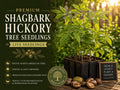 1 Shagbark Hickory Seedling Live Tree Plant - Carya ovata Nut Shade Tree