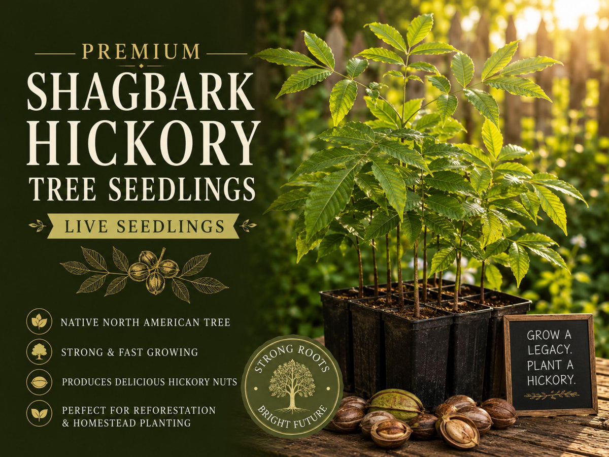 1 Shagbark Hickory Seedling Live Tree Plant - Carya ovata Nut Shade Tree
