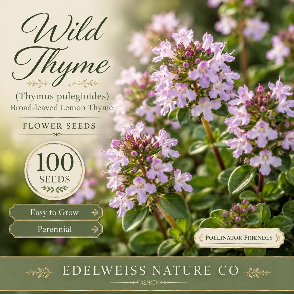100 Heirloom Lemon Thyme Seeds – Broad-Leaved Herb for Garden & Ground Cover
