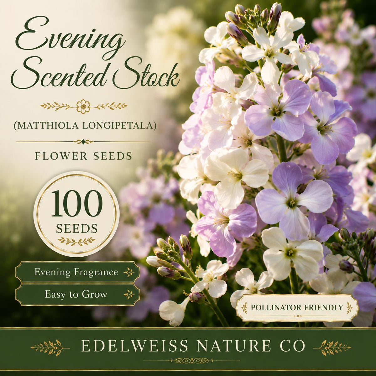 100 Evening Scented Stock Seeds – Heirloom Fragrant Flower for Non-GMO Garden Planting