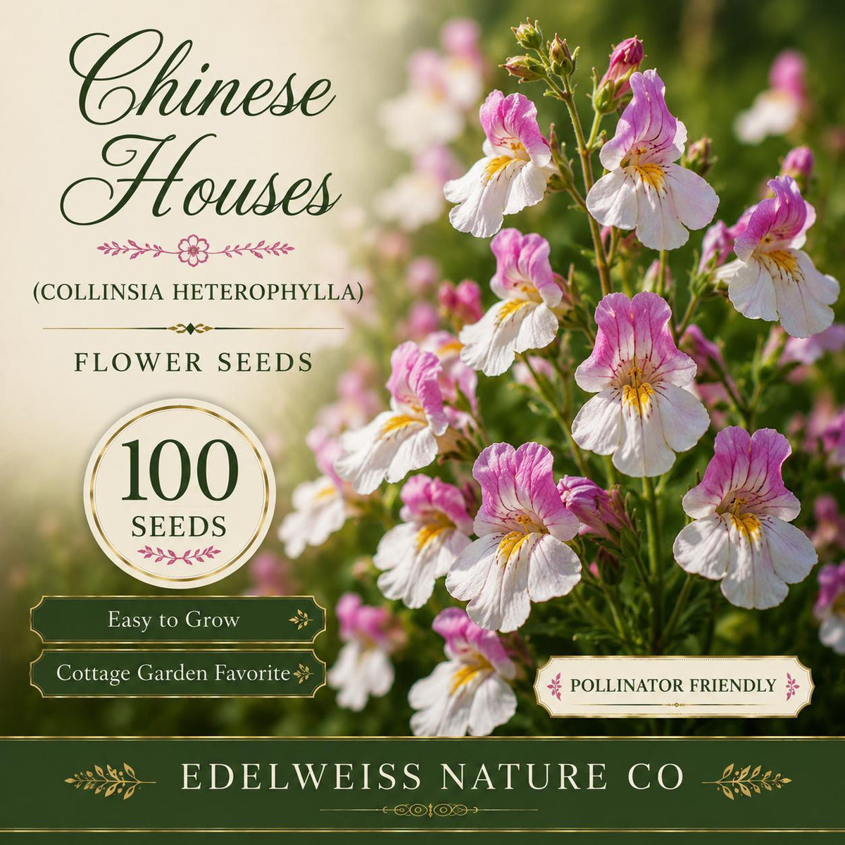 100 Collinsia Heterophylla Seeds - Chinese Houses Heirloom Annual Flower