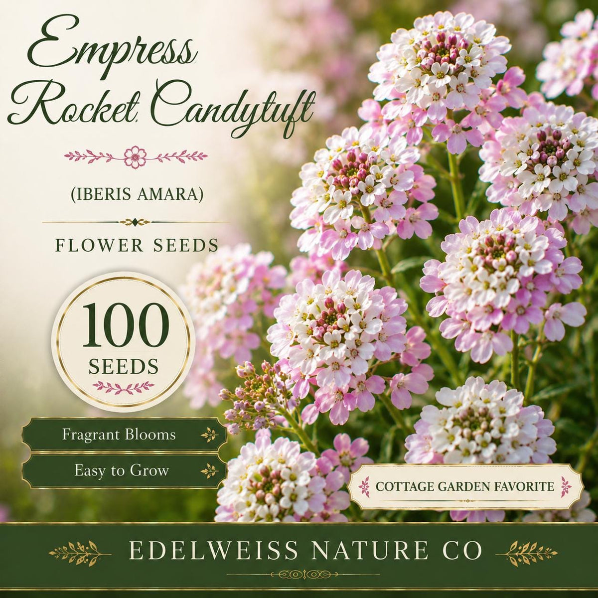 100 Iberis Amara Seeds - Empress Rocket Candytuft Fragrant Heirloom Flower