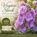 100 Virginia Stock Seeds – Heirloom Fragrant Annual Flower for Garden Planting