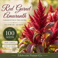 Red Garnet Amaranth Seeds – 100 Heirloom Ornamental & Edible Flower Seeds