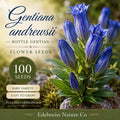 100 Gentiana Andrewsii Seeds – Bottle Gentian Heirloom Non-GMO Native Wildflower for Home Garden