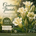 100 Gentiana Flavida Seeds - Cream Gentian Heirloom Non-GMO Native Wildflower for Planting