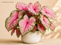 6 Pinky Swear Caladium Bulbs – Colorful Tropical Foliage for Shade Gardens