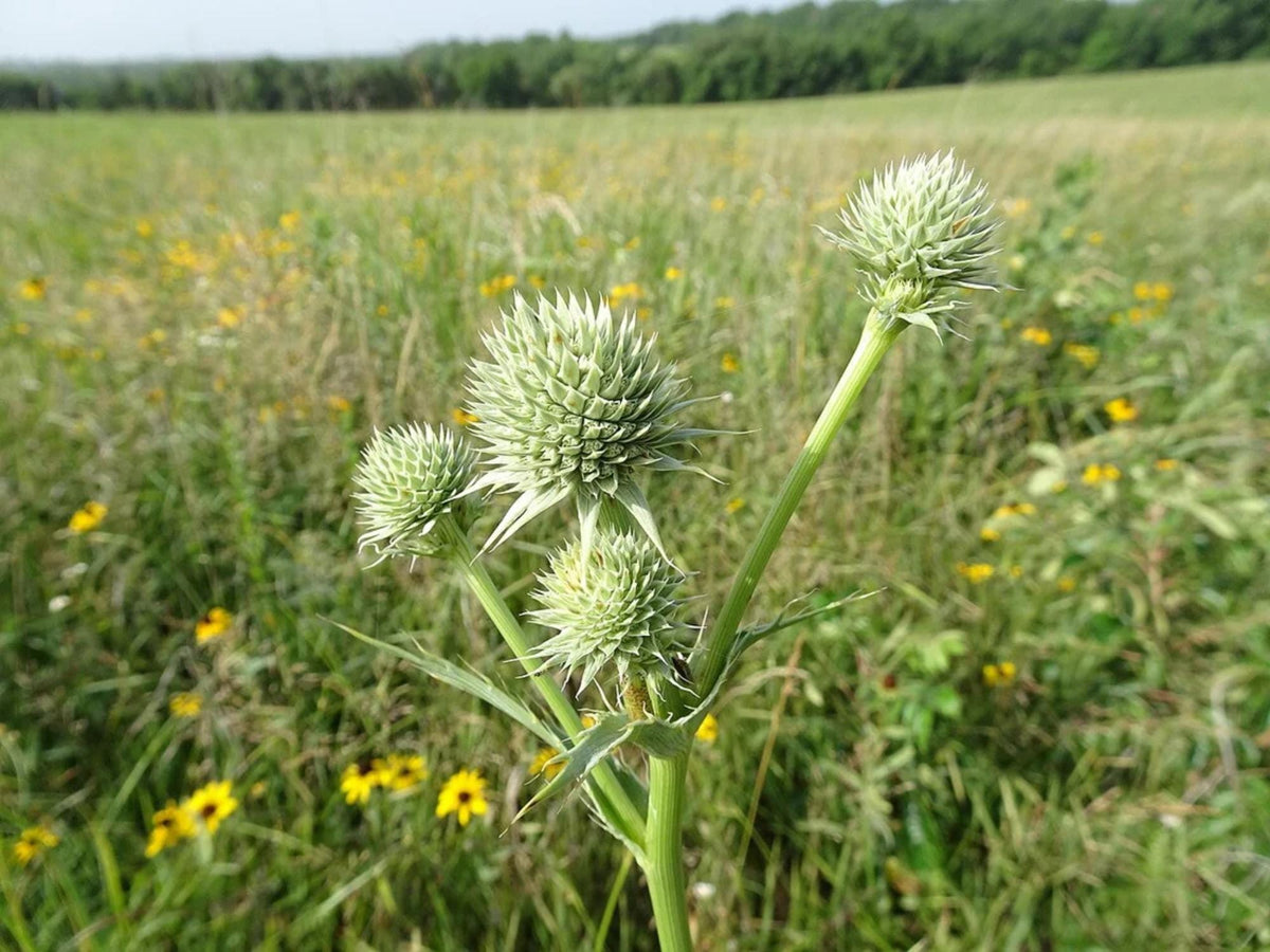 100 Rattlesnake Master Seeds Eryngium yuccifolium Native Prairie Wildflower Pollinator Garden