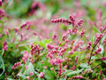 15 Pinkweed Seeds Persicaria pensylvanica Native Wildflower Pollinator Garden
