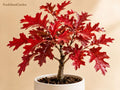 Scarlet Oak Tree Seedlings 12-18 Inch Live Plants - Quercus coccinea Shade Trees