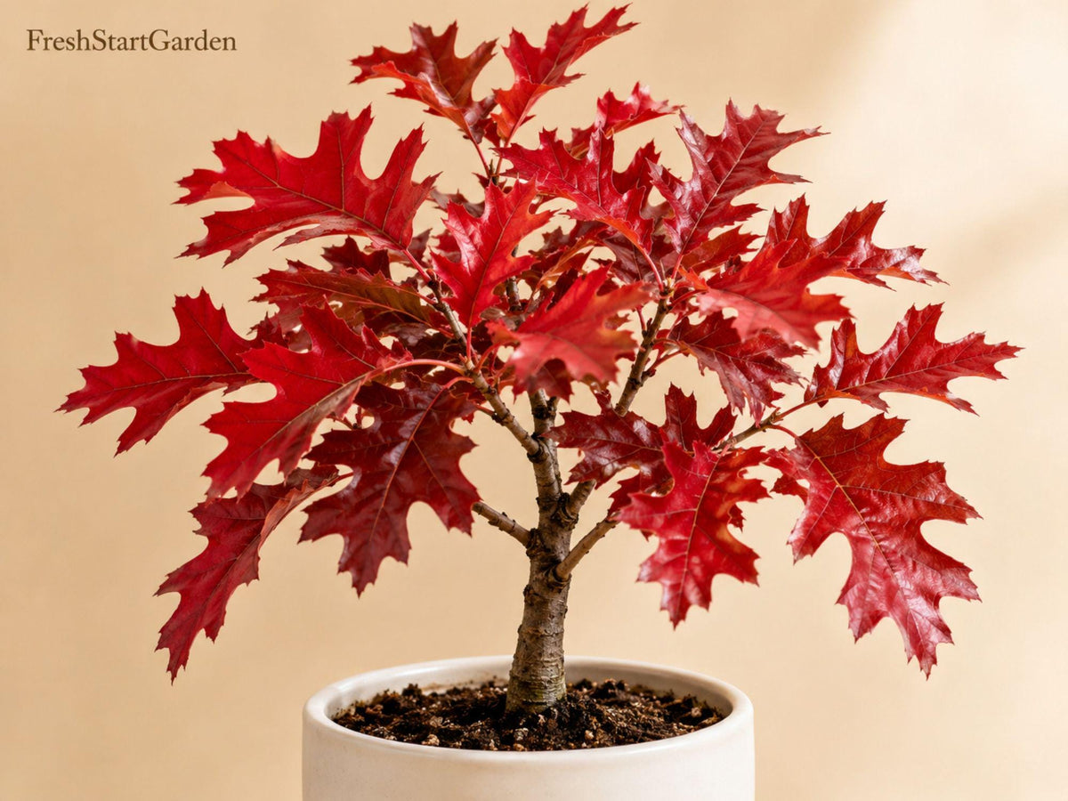 Scarlet Oak Tree Seedlings 12-18 Inch Live Plants - Quercus coccinea Shade Trees