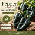 Ancho Poblano Pepper 25 Seeds – Heirloom Non-GMO Capsicum annuum Mild Hot Garden Vegetable