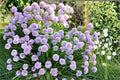 200 Seeds Wild Chives Allium schoenoprasum Culinary Herb Perennial