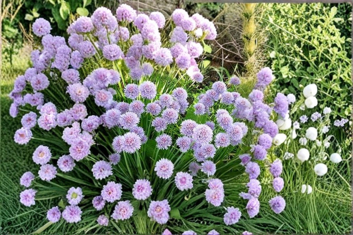 200 Seeds Wild Chives Allium schoenoprasum Culinary Herb Perennial