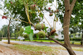 5 Seeds Pin Oak Quercus palustris Shade Tree