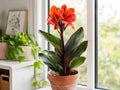 5 Lucifer Canna Lily Bulbs - Canna indica Tropical Summer Blooming Garden Flower